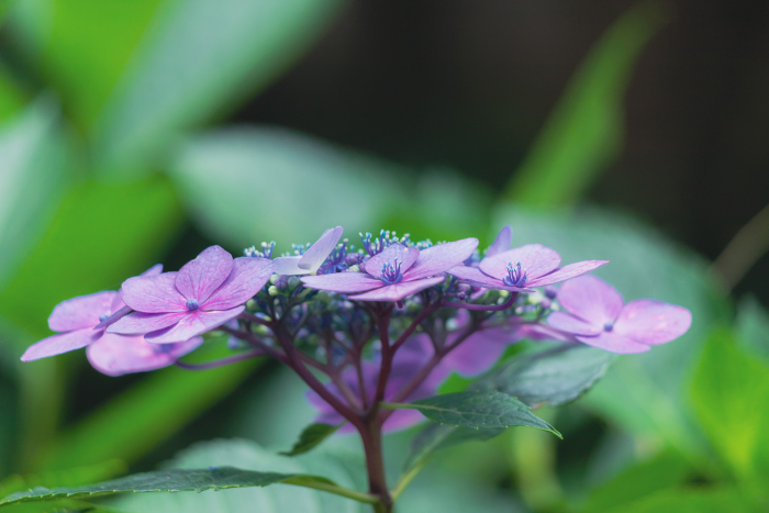 Purple gaku hydrangea seen from the side