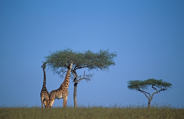 Kirin Kenya Masai Mara Giraffes  giraffe camelopardis , Masai Mara, Kenya, Africa