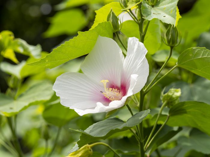 White lotus flowers in the botanical garden