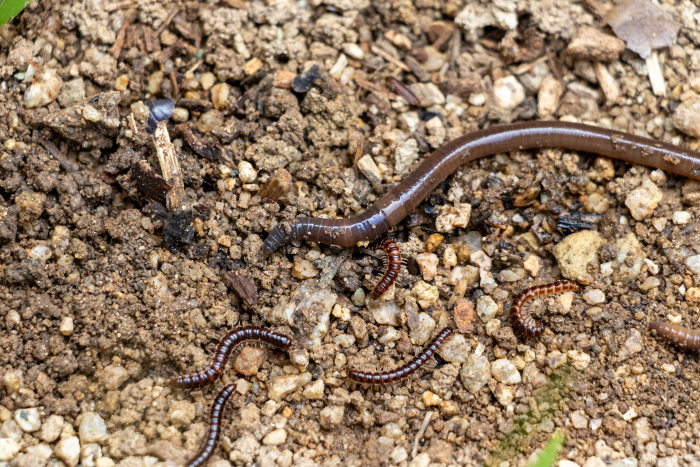Earthworms and millipedes