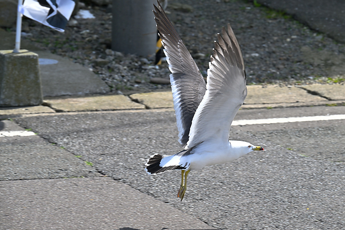 Aomori Prefecture, Japan A flying petrel