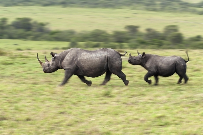 black rhinoceros  Diceros bicornis  Black Rhinoceros  Diceros bicornis , female with her calf running to the nearest bushes, Massai Mara, Serengeti, Rift Valley province, Kenya, Africa