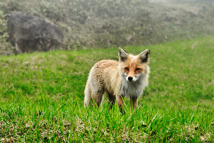 Ezo red fox  Vulpes vulpes schrencki  At Tsubetsu Pass Observation Deck