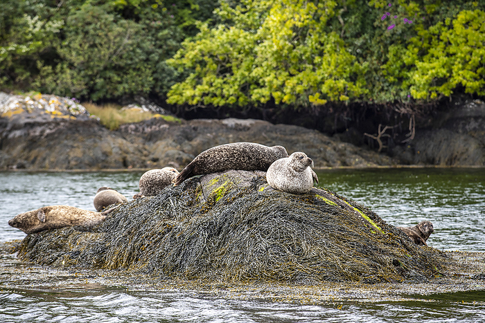 harbour seal Group of Harbour Seals  Phoca vitulina  resting on seaweed covered the rocks on the shoreline of Garnish Island in Bantry Bay  West Cork, Ireland, by Christopher Roche   Design Pics