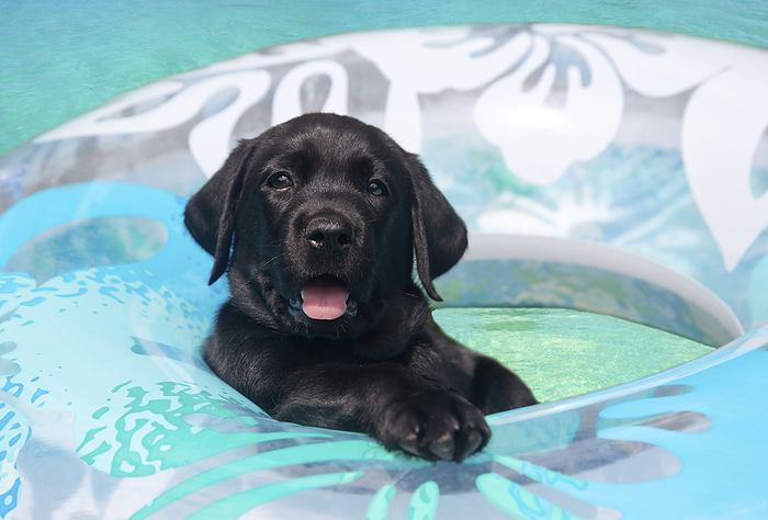 Close-up portrait of a Black Labrador retriever puppy (Canis Lupus Familiaris) staying afloat in an inner tube in turquoise water; Maui, Hawaii, United States of America, by Ron Dahlquist / Design Pics