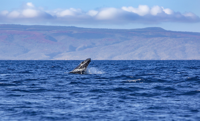 humpback whale  Megaptera novaeangliae  Baby Humpback Whale  Megaptera Novaeangliae  breaching out of the Pacific Ocean with the mountains along the shore of the Island of Maui in the background  Maui, Hawaii, United States of America, by Ron Dahlquist   Design Pics