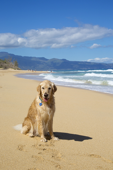 Portrait of a smiling Golden Retriever (Canis lupus familiaris) on Baldwin Beach on the North Shore of Maui near Paia; Maui, Hawaii, United States of America, by Ron Dahlquist / Design Pics