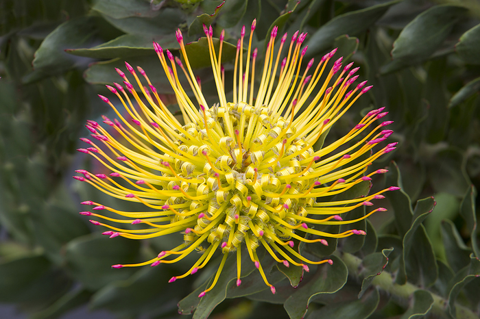 Close up of a yellow with pink tips, pin cushion protea (Leucospermum); Upcountry Maui, Maui, Hawaii, United States of America, by Ron Dahlquist / Design Pics