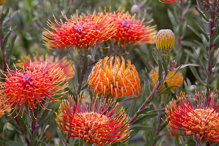 Close-up of orange, red and yellow Pincushion Proteas (Leucospermum, Proteaceae); Upcountry Maui, Maui, Hawaii, United States of America, by Ron Dahlquist / Design Pics