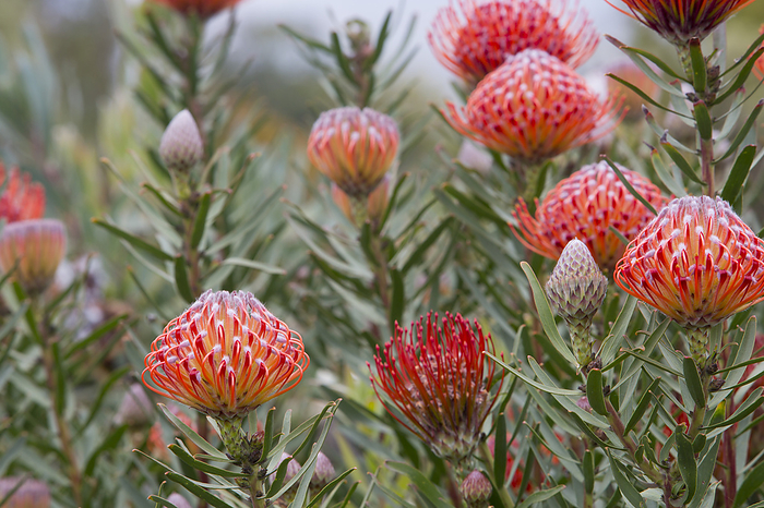 Close-up of red and orange Leucospermum, Proteaceae, commonly known as Pincushion Protea, found in Upcountry Maui; Upcountry Maui, Maui, Hawaii, United States of America, by Ron Dahlquist / Design Pics