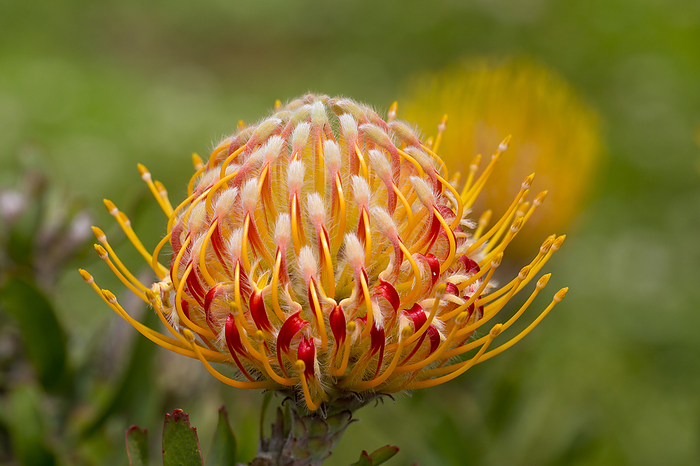 Close-up of a yellow and red Pincushion Protea (Leucospermum, Proteaceae); Upcountry Maui, Maui, Hawaii, United States of America, by Ron Dahlquist / Design Pics