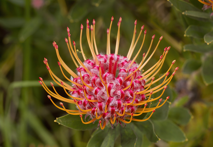 Close-up of a red and yellow Pincushion Protea (Leucospermum, Proteaceae) with red tips; Upcountry Maui, Maui, Hawaii, United States of America, by Ron Dahlquist / Design Pics