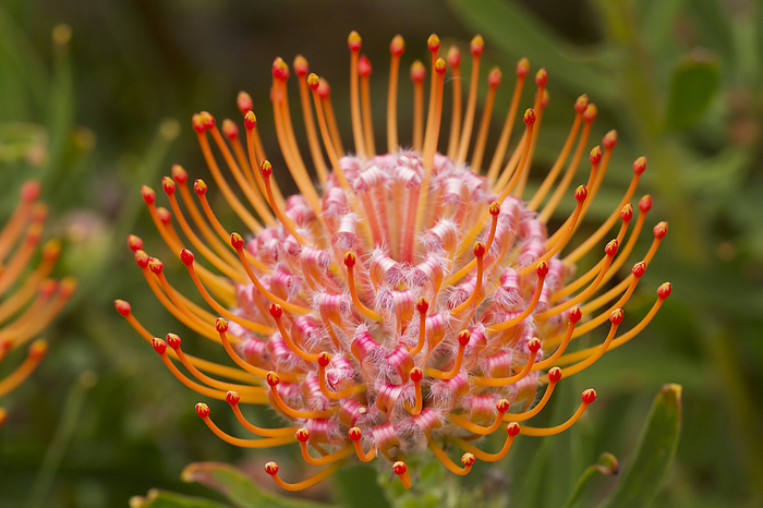 Close-up detail of an orange and red, Leucospermum, Proteaceae commonly known as Pincushion Protea found in Upcountry Maui; Upcountry Maui, Maui, Hawaii, United States of America, by Ron Dahlquist / Design Pics