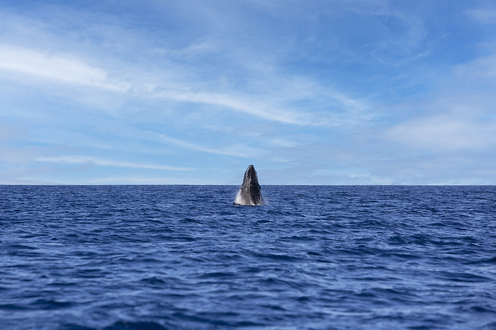 humpback whale  Megaptera novaeangliae  Baby Humpback Whale  Megaptera Novaeangliae  breaching out of the Pacific Ocean along off the shore of the Island of Maui  Maui, Hawaii, United States of America, by Ron Dahlquist   Design Pics