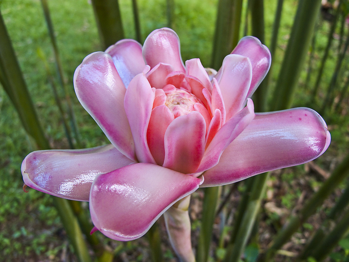 Beautiful pink flower with petals opening; Union of the Comoros, by Michael Melford / Design Pics