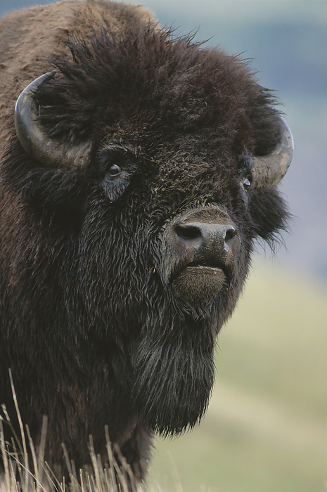 American bison  Bison bison  Portrait of an American bison  Bison bison  in Yellowstone National Park  United States of America, by Michael Melford   Design Pics