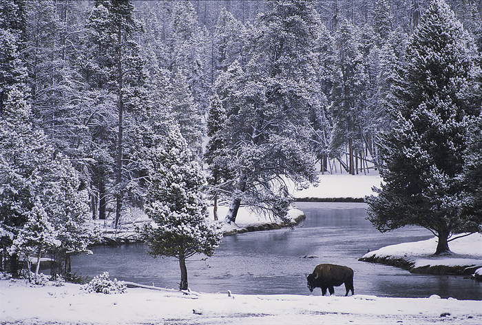 American bison  Bison bison  An American bison  Bison bison  alongside a river in a snowy forest in Yellowstone National Park, USA  United States of America, by Michael Melford   Design Pics
