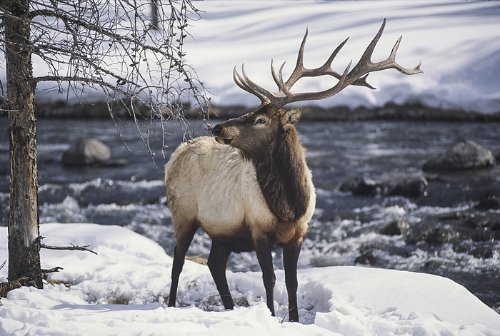 Portrait of an American elk (Cervus canadensis), or wapiti, in the snow in Yellowstone National Park; United States of America, by Michael Melford / Design Pics