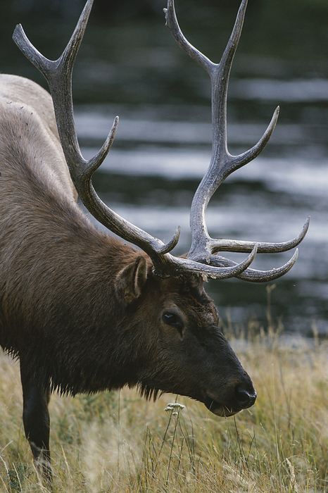 Portrait of an American elk (Cervus canadensis), or wapiti, in Yellowstone National Park; United States of America, by Michael Melford / Design Pics