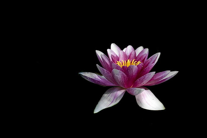 Sacred Lotus Flower (Nelumbo nucifera) aquatic plant on a black background; Annapolis Royal, Nova Scotia, Canada, by Mark Jurkovic / Design Pics