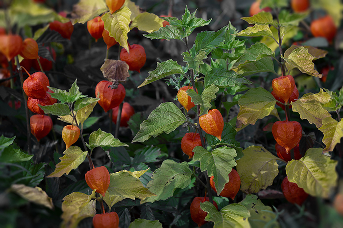 Ground Cherry (Physalis peruviana) plant with fruit; Bear River, Annapolis County, Nova Scotia, Canada, by Mark Jurkovic / Design Pics