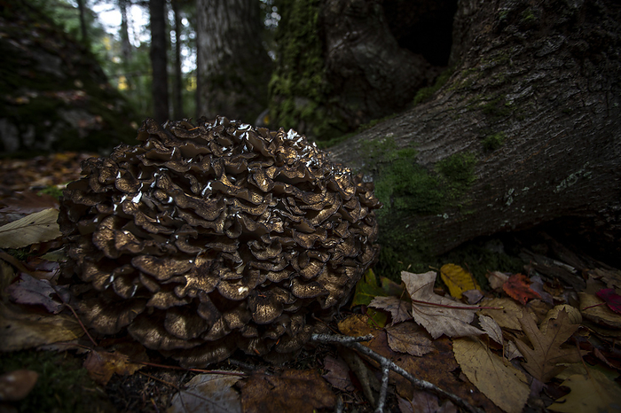 Hen-of-the-Woods Maitake (Grifola frondosa) mushroom on forest floor; Digby County, Nova Scotia, Canada, by Mark Jurkovic / Design Pics