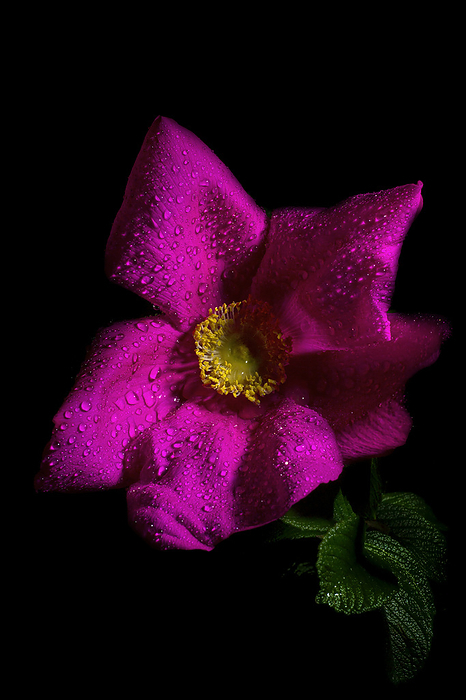 Wild Brier Rose (Rosa rubiginosa) with water droplets; Brier Island, Nova Scotia, Canada, by Mark Jurkovic / Design Pics