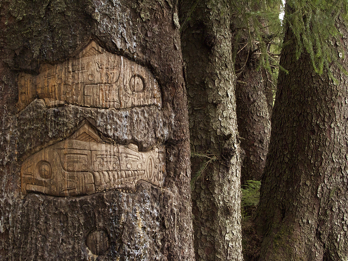 Glacier Bay National Park, USA Fish carved into a tree trunk by a Native American artist, Glacier Bay National Park, Alaska, USA  Bartlett Cove, Alaska, United States of America, by Michael Melford   Design Pics