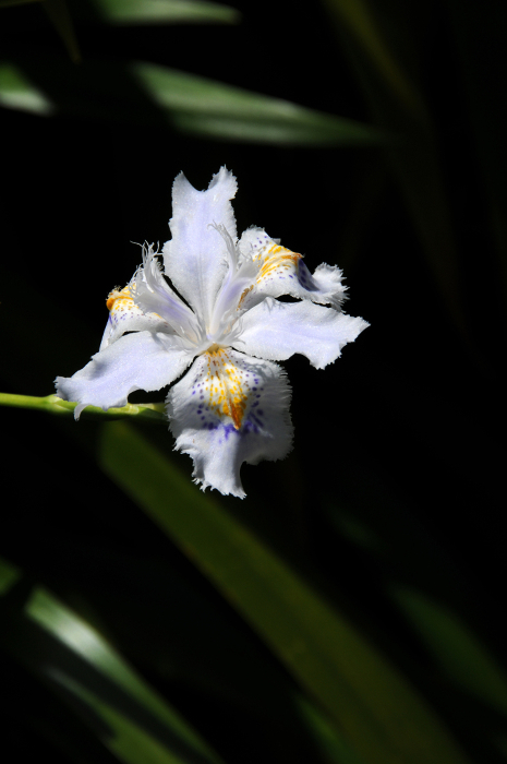 fringed iris (Iris japonica)