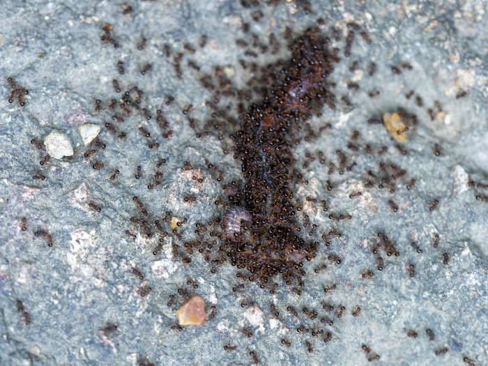 Tiny ants swarming over dead worms