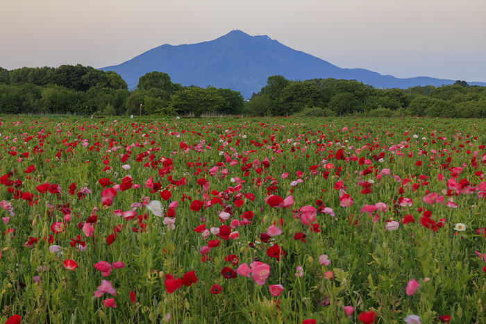 Poppies at Kogai River Fureai Park Shimotsuma City, Ibaraki Prefecture