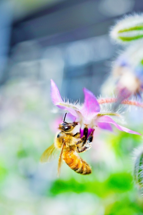 Close-up of a bee hanging from a pretty pink star-shaped borage flower that has begun to bloom outdoors, gathering nectar, vertical