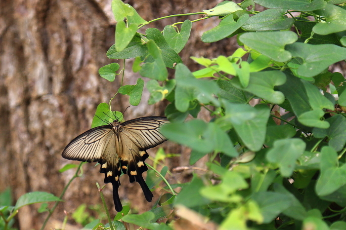Encounter with a large swallowtail butterfly, proud of its beautiful wing pattern.