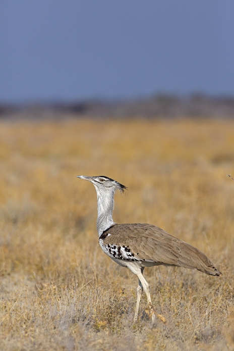 Kori Bustard (Ardeotis kori), Chudop Waterhole Area, Namibia