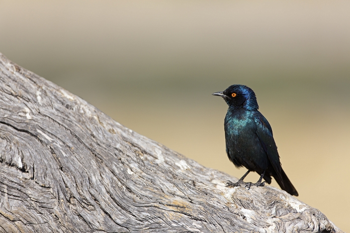 Red-shouldered Glossy Starling (Lamprotornis nitens), Rietfontein, Namibia