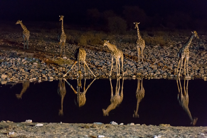 Group of giraffes (Giraffa camelopardalis) at Okaukuejo Waterhole, Namibia