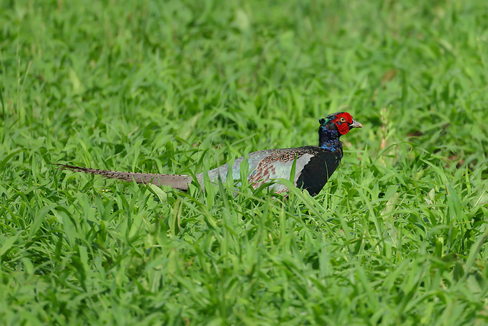Gunma, Pheasant  Taken at Tatara numa Park