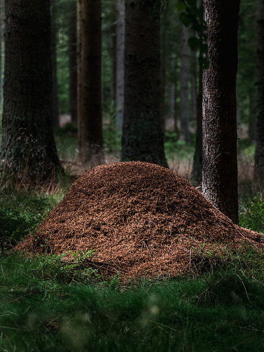 Ameisenhaufen im Wald Ameisenhaufen im Wald, by Zoonar Wodicka FotoT