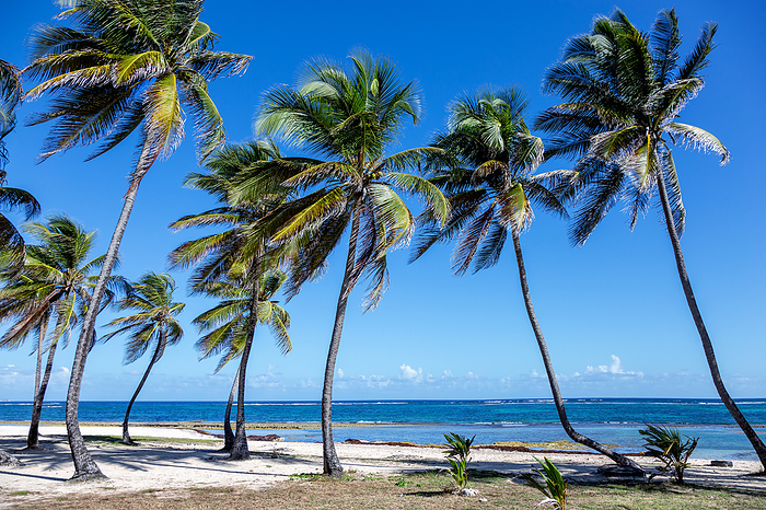 Palm trees on the beach, Grande-Terre, Guadeloupe, Lesser Antilles, Caribbean., by Zoonar/Iryna Shpulak