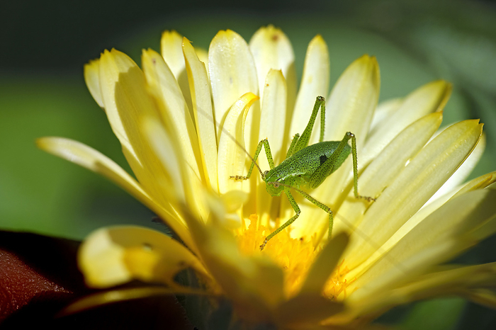 Punktierte Zartschrecke   Leptophyes punctatissima  . Tiere   Insekten., by Zoonar STAR MEDIA  