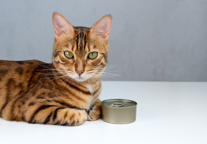 Bengal cat and tin can, wet cat food in tin can Bengal cat and tin can, wet cat food in tin can, by Zoonar Svetlana Sult
