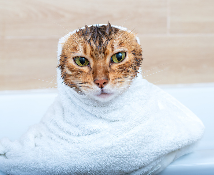 Funny wet Bengal cat after a bath, wrapped in a white towel Funny wet Bengal cat after a bath, wrapped in a white towel, by Zoonar Svetlana Sult
