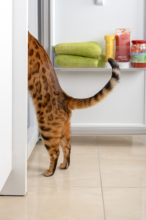 The cat steals food from the refrigerator The cat steals food from the refrigerator, by Zoonar Svetlana Sult