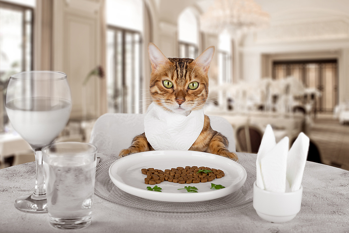 Cat at a delicious dinner at a restaurant at the table. Cat at a delicious dinner at a restaurant at the table., by Zoonar Svetlana Sult