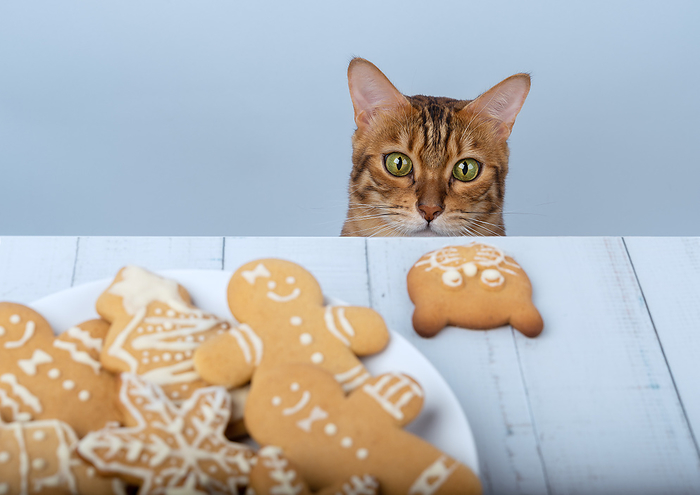 Funny domestic cat looks at Christmas cookies. Funny domestic cat looks at Christmas cookies., by Zoonar Svetlana Sult