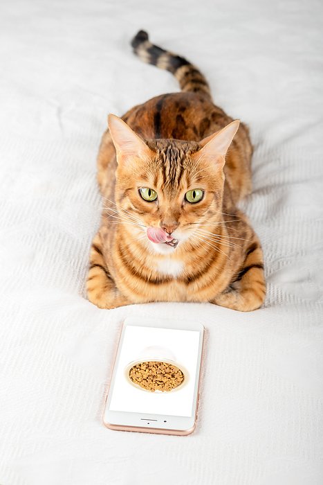A cat licks its lips while looking at a photo of dry food in a smartphone. A cat licks its lips while looking at a photo of dry food in a smartphone., by Zoonar Svetlana Sult