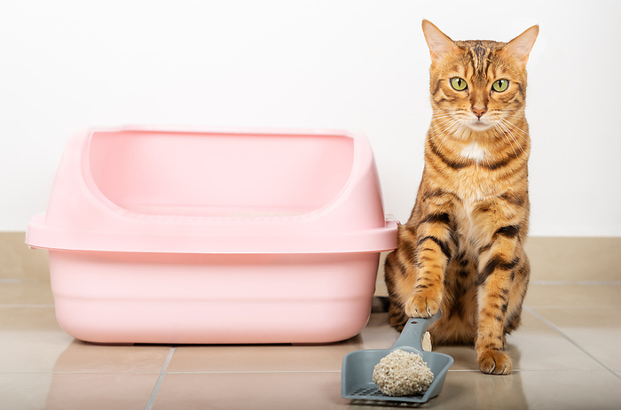 Bengal cat cleans the cat litter box at home. Bengal cat cleans the cat litter box at home., by Zoonar Svetlana Sult