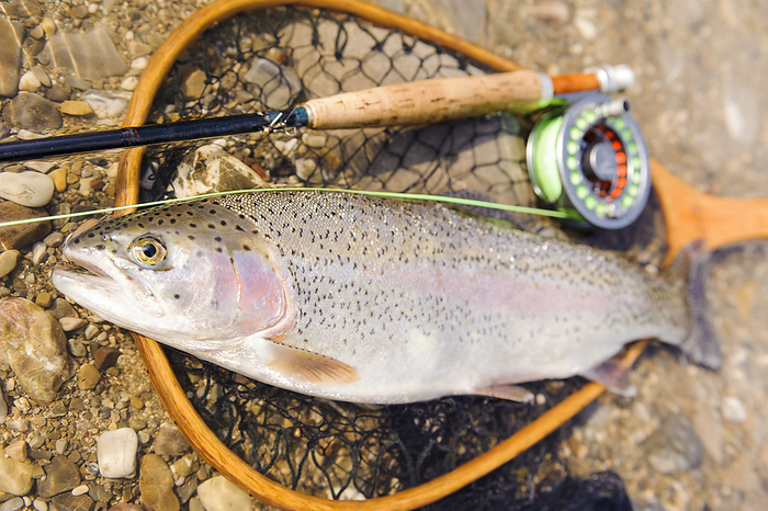 trout caught by fly fishing trout caught by fly fishing, by Zoonar Wolfilser