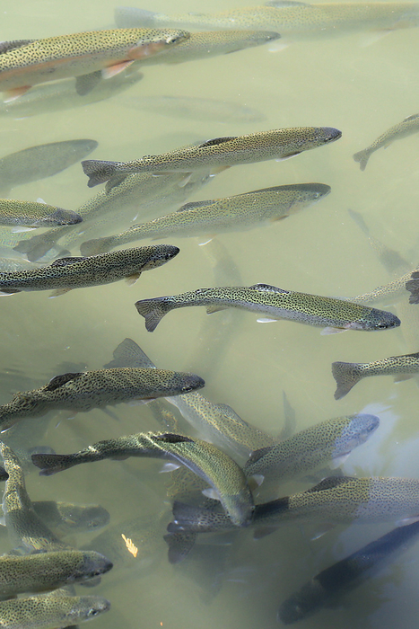 Rainbow trouts in a fish farm, Oncorhynchus mykiss Rainbow trouts in a fish farm, Oncorhynchus mykiss, by Zoonar Erich Meyer