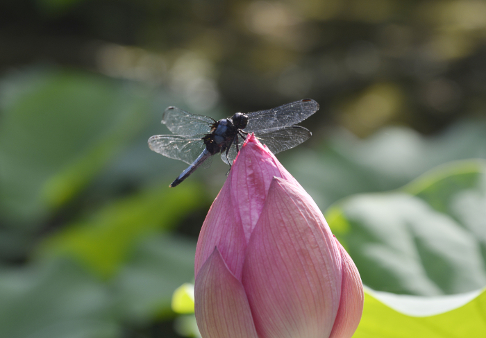 Dragonflies and lotus flowers